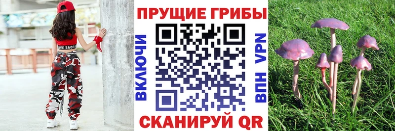 закладка  Заволжье  Псилоцибиновые грибы Magic Shrooms 
